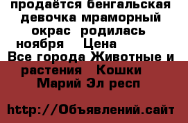 продаётся бенгальская девочка(мраморный окрас).родилась 5ноября, › Цена ­ 8 000 - Все города Животные и растения » Кошки   . Марий Эл респ.